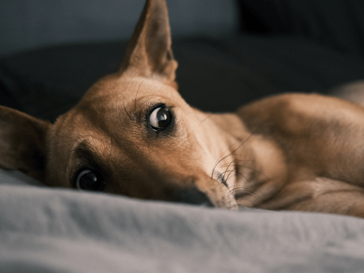 How Often Should Dogs Fart