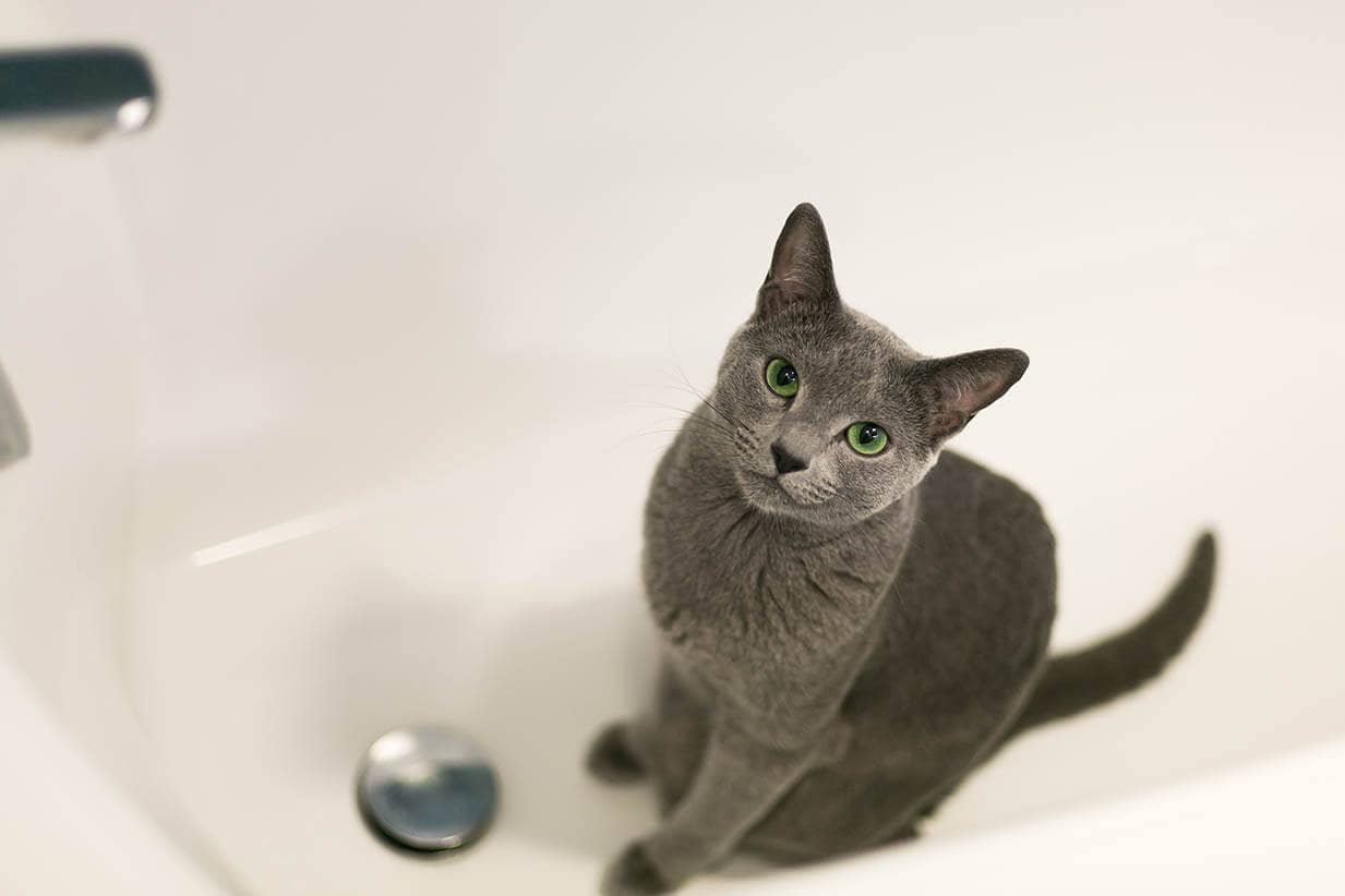 How To Clean Cat Poop Stain Out Of A Tub