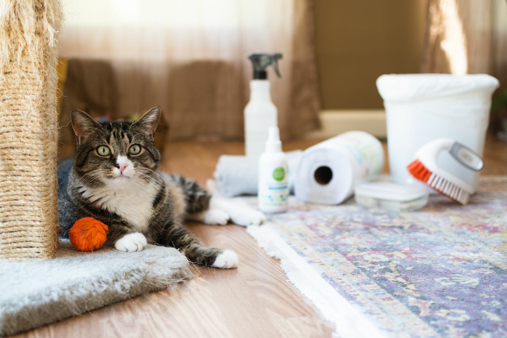 How To Get Cat Poop Stain Out Of The Carpet