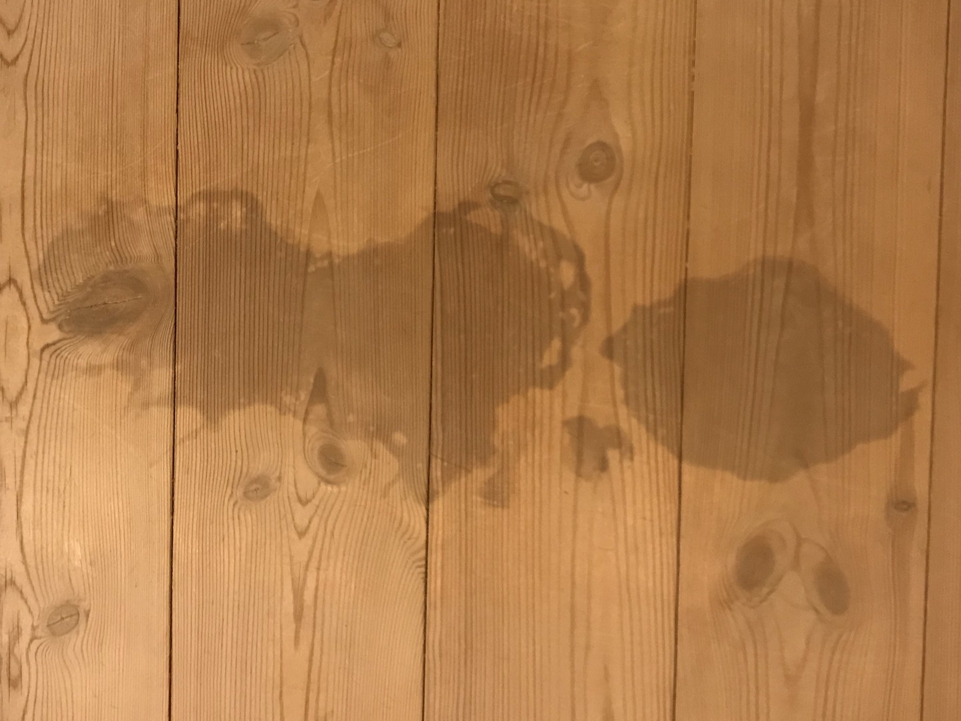 How To Get Dog Poop Stain Out Of Wood Floor