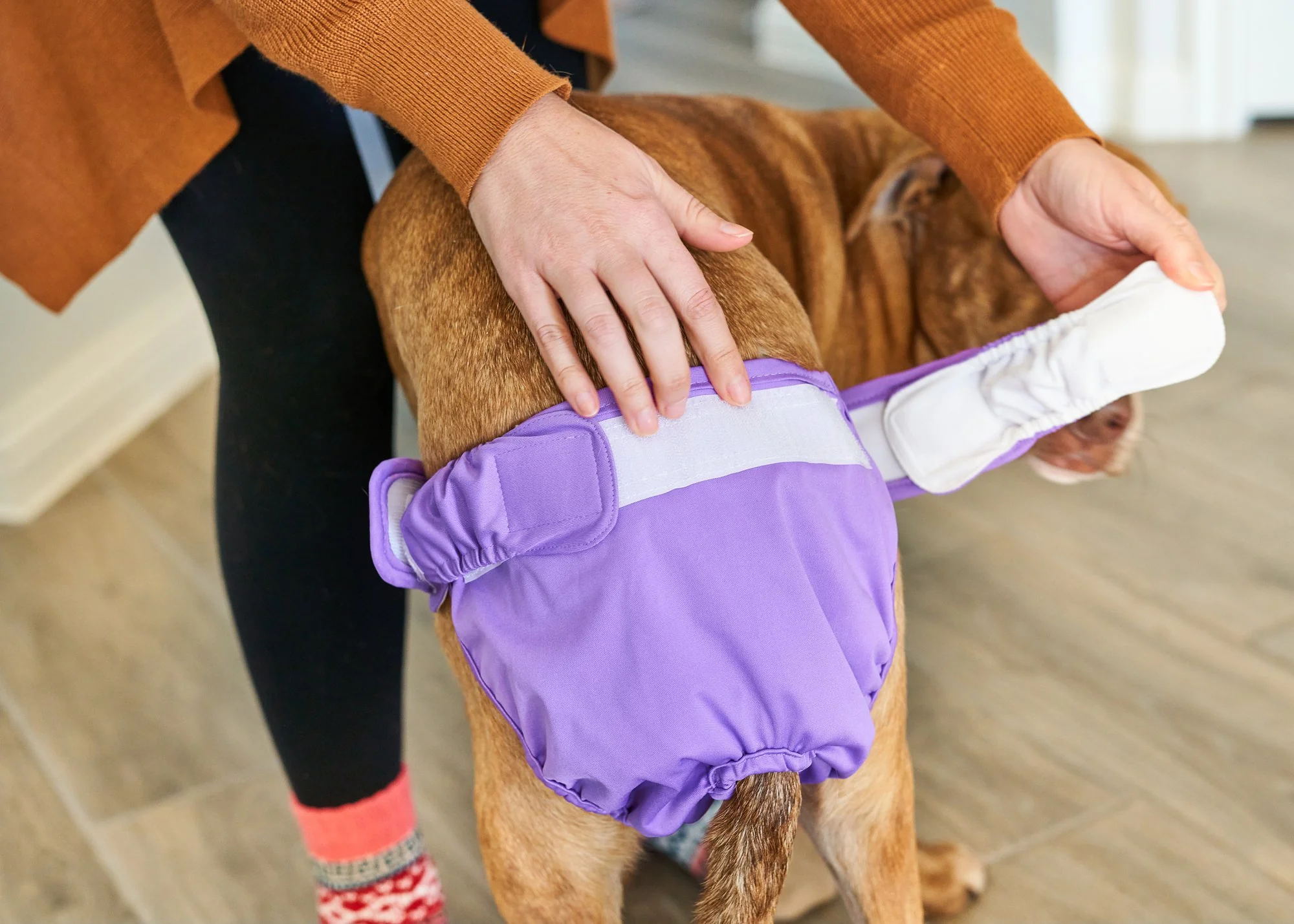How To Make A Dog Diaper Out Of Underwear