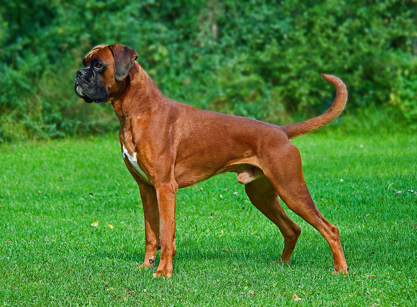 Why Do Boxer Dogs Fart So Much