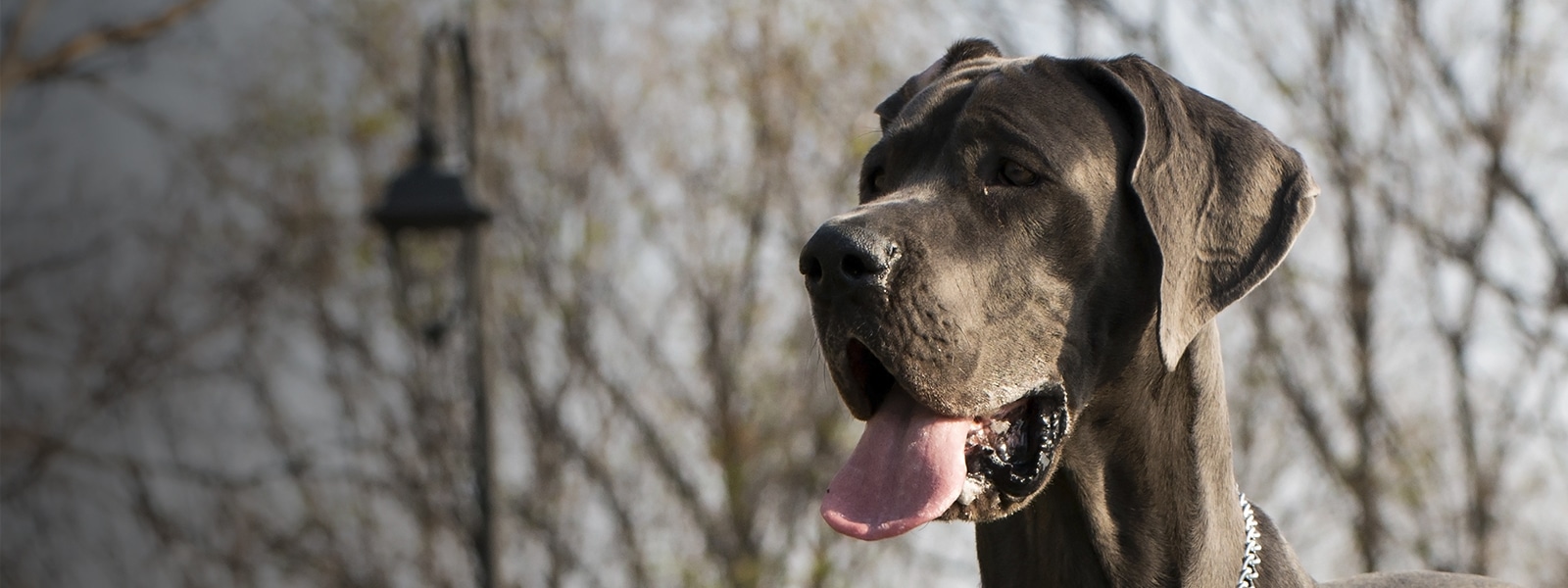Why Do Great Danes Fart So Much