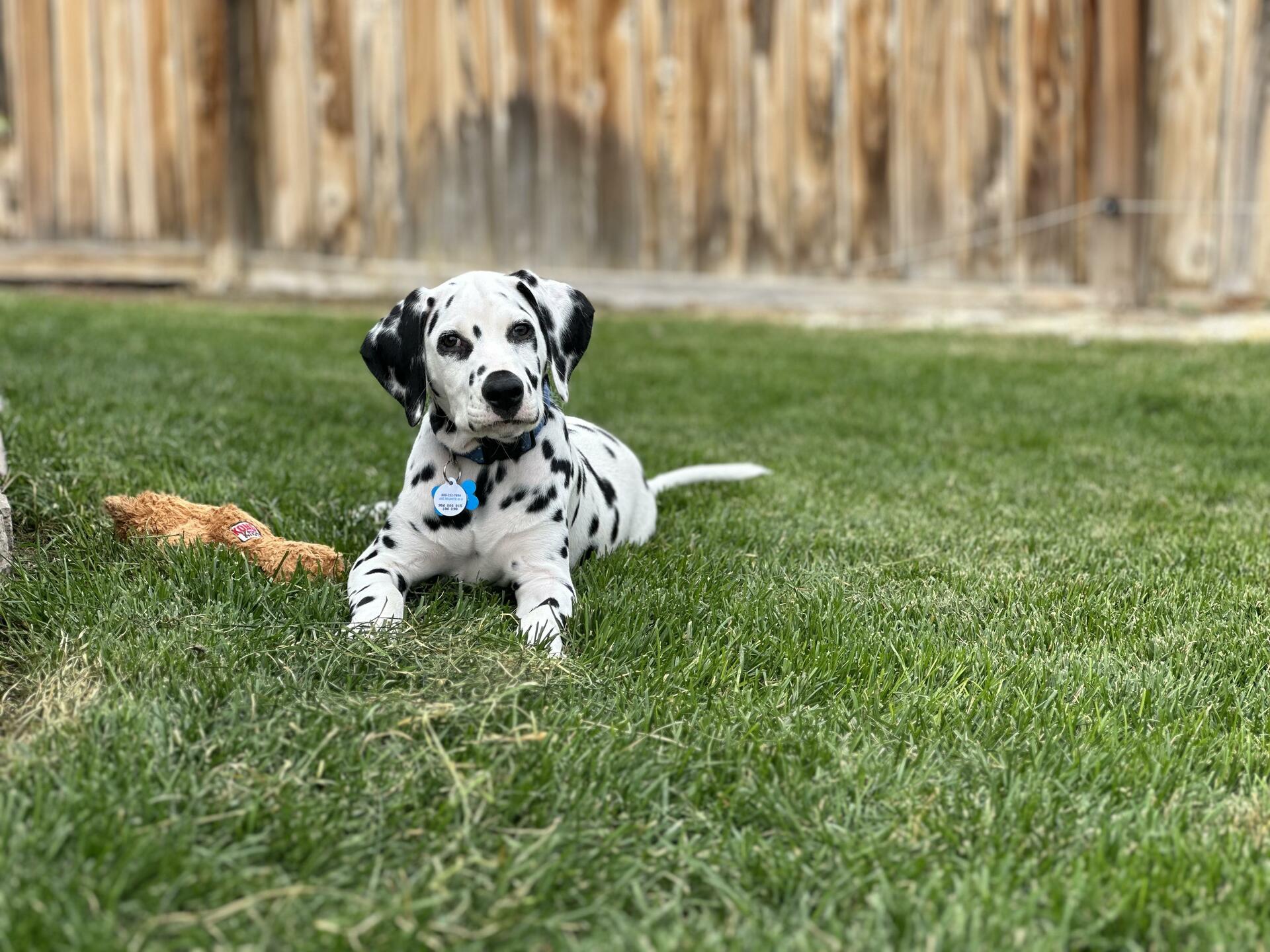 Why Does My Dalmatian Fart So Much